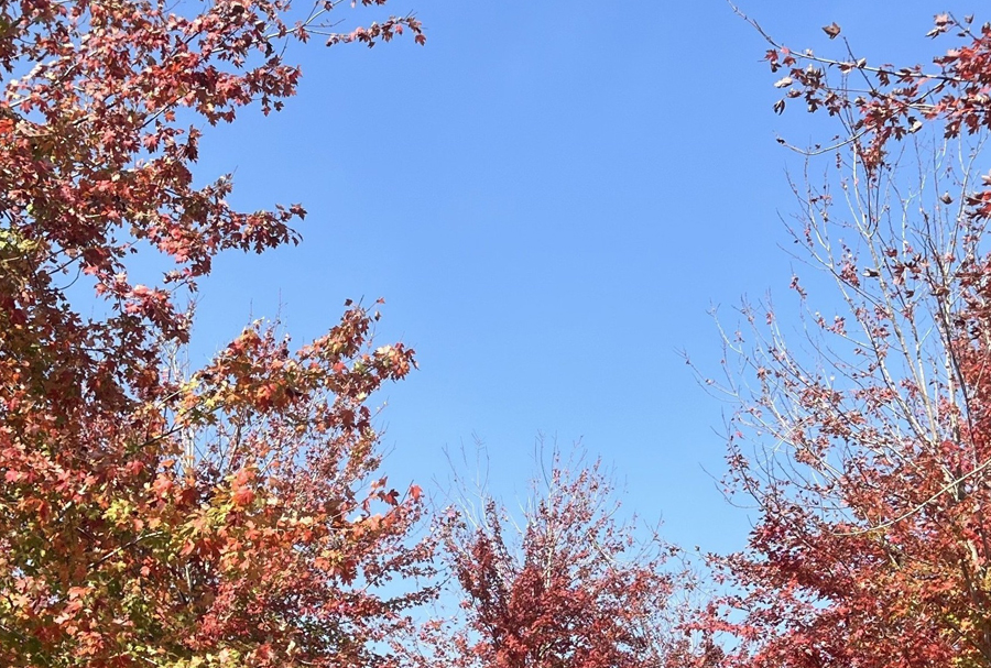 金秋醉山東8日~泰山.張家樓紅楓.雙古城.大閘蟹.升等五星