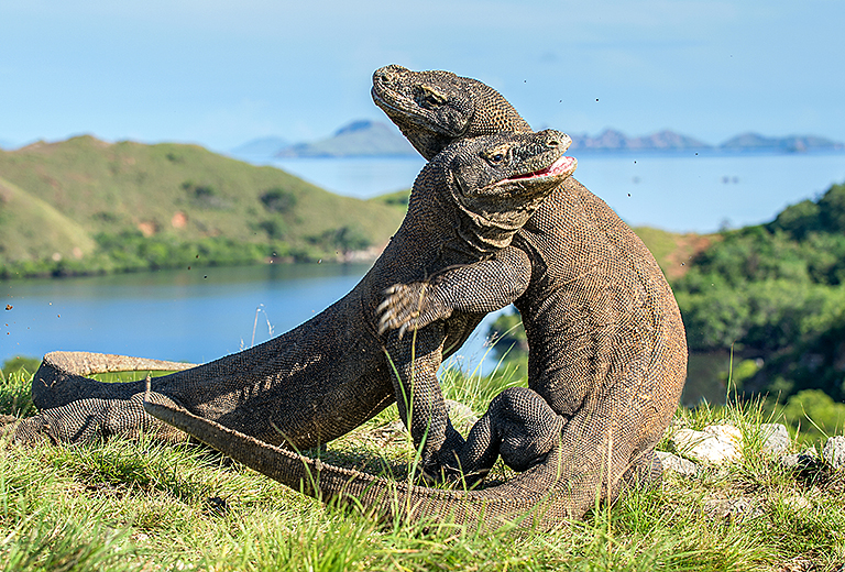 尋龍秘境5日~探索科摩多龍島 漫步在粉色沙灘(天天可出發 請電洽客服)