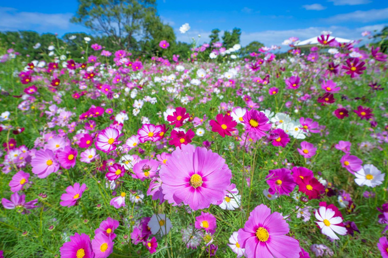 福岡粉蝶花&鬱金香嘉年華｜絕美花海公園×A5和牛燒烤×三大蟹吃到飽溫泉五日～湯布院‧柳川遊船‧城彩苑(福岡進出-長榮)
