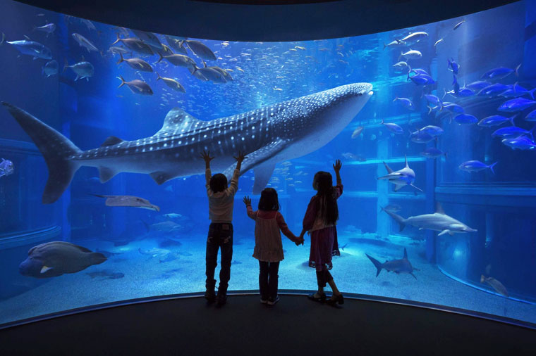 【大阪夏日限定】海之京都×近江八幡×天橋立纜車×伊根灣遊船×錦市場×雙遊船+海遊館五日(星宇)