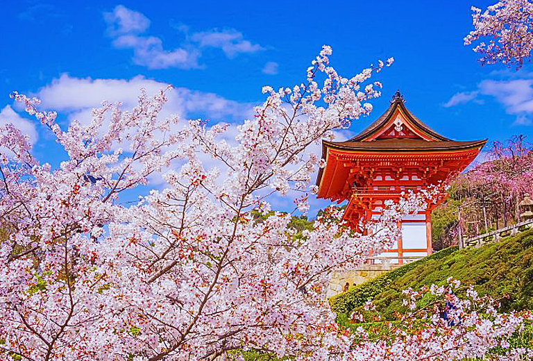 【大阪櫻花聖地巡禮+螃蟹國產牛吃到飽】有馬溫泉x近江八幡遊船五日(星宇)