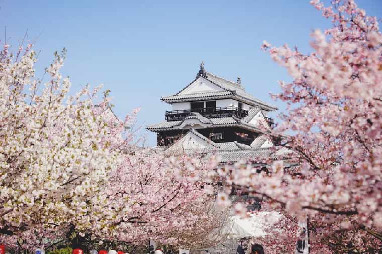 桜の呼吸‧四國賞櫻百選‧鉱山小火車‧淘金體驗‧秘境祖谷溪‧雙纜車5日+金刀比羅宮+大步危遊船+道後溫泉街(星宇)台中出發