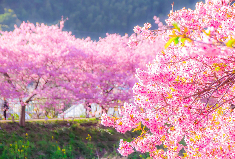 伊豆河津櫻×日本抹茶山×靜岡浪漫花海採果五日～駿河灣渡輪‧淨蓮瀑布‧河津七瀧‧大室山纜車‧掛川花鳥園(名古屋進出-星宇)