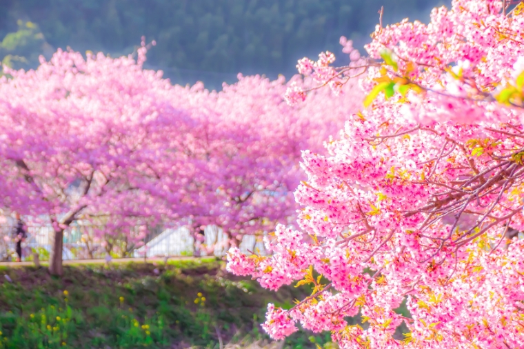 伊豆河津櫻×日本抹茶山×靜岡浪漫花海採果五日～駿河灣渡輪‧淨蓮瀑布‧河津七瀧‧大室山纜車‧掛川花鳥園(名古屋進出-星宇)