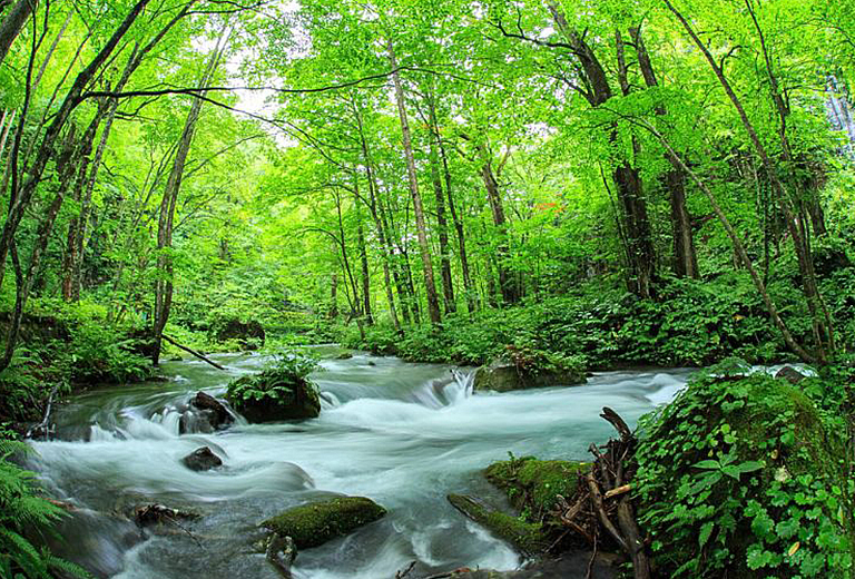2026新綠東北~奧入瀨溪.秋田內陸鐵道猊鼻溪輕舟吟唱.銀山溫泉漫步五日+江刺藤原之鄉和服體驗+松島灣三景(星宇)