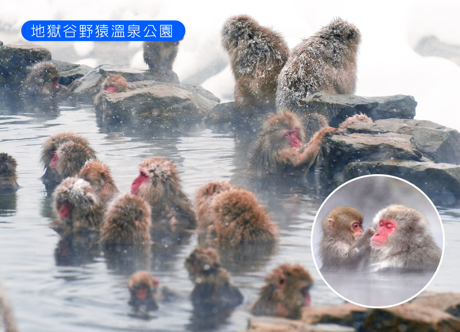 【早鳥折2,000】北陸戲雪三溫泉5日.雪猴泡湯奇景.童話合掌村.飛驒高山.保住百選溫泉金太郎.懷石料理