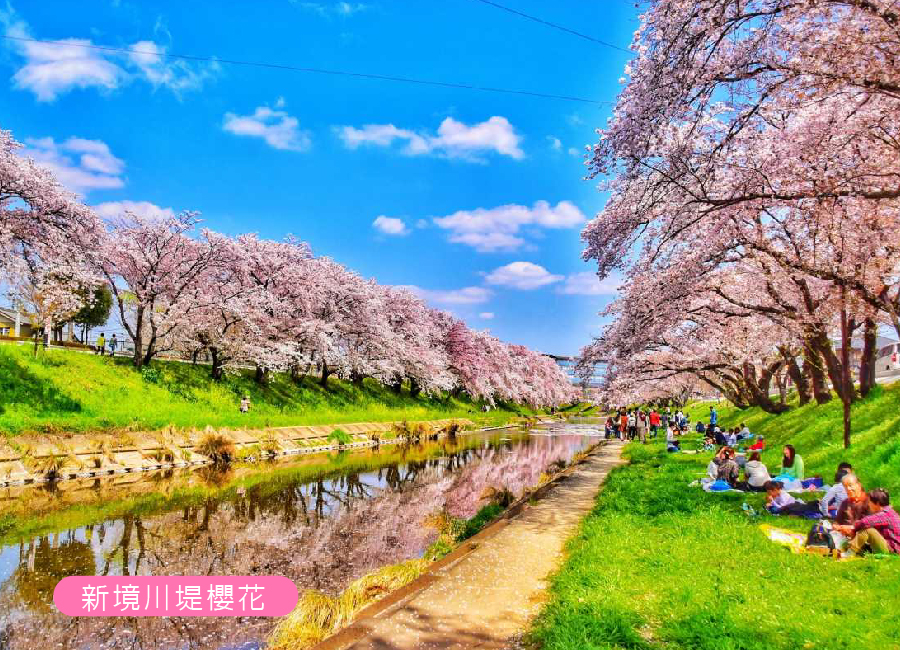 春櫻飛舞北陸雙溫泉5日.足羽川隧道.長良川鐵道.一乘谷朝倉氏遺跡.金箔冰淇淋.百十郎櫻花.合掌村.下呂溫泉