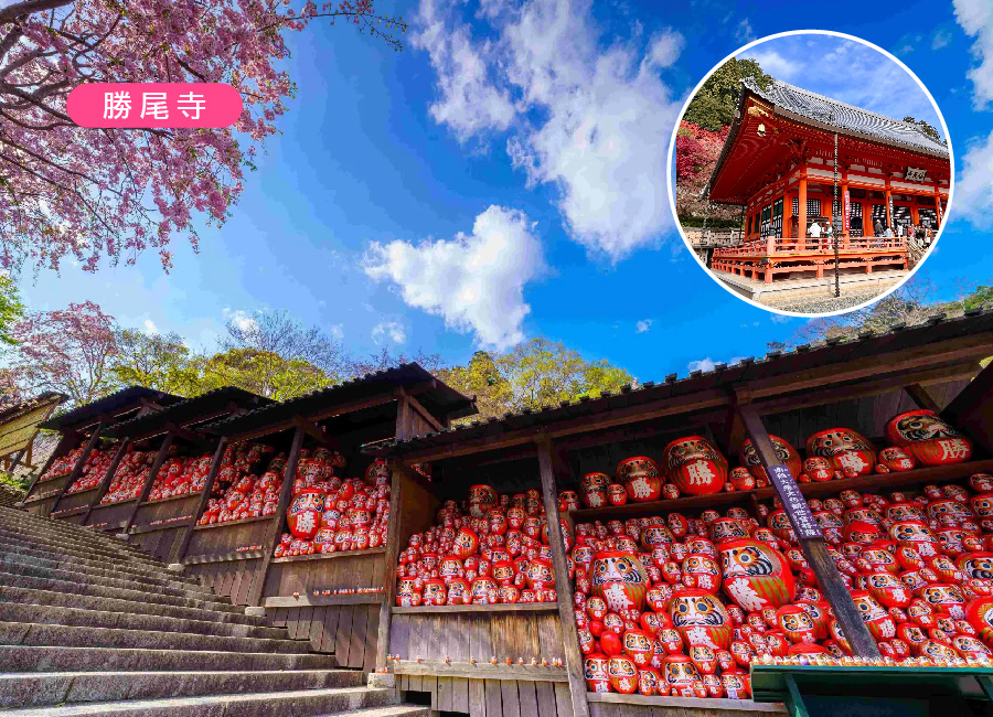 星宇神戶星體驗戀上京阪5日不倒翁勝尾寺.有馬溫泉.和服體驗.清水寺.結緣下鴨神社.錦市場.洗錢御金神社.和牛海鮮吃到飽