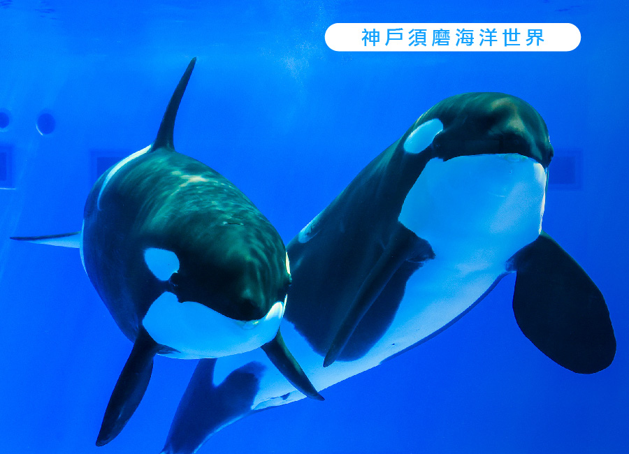 新春飛羊兒童折萬.華航五星三都5日.兩晚洲際高端系列.環球影城.須磨水族館.嵐山叮叮車.近江八幡.近江牛.和牛海鮮吃到飽
