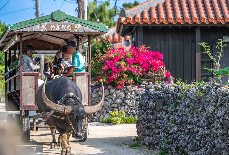 遇見南之美花~石垣島自由行四天(虎航-每周三)