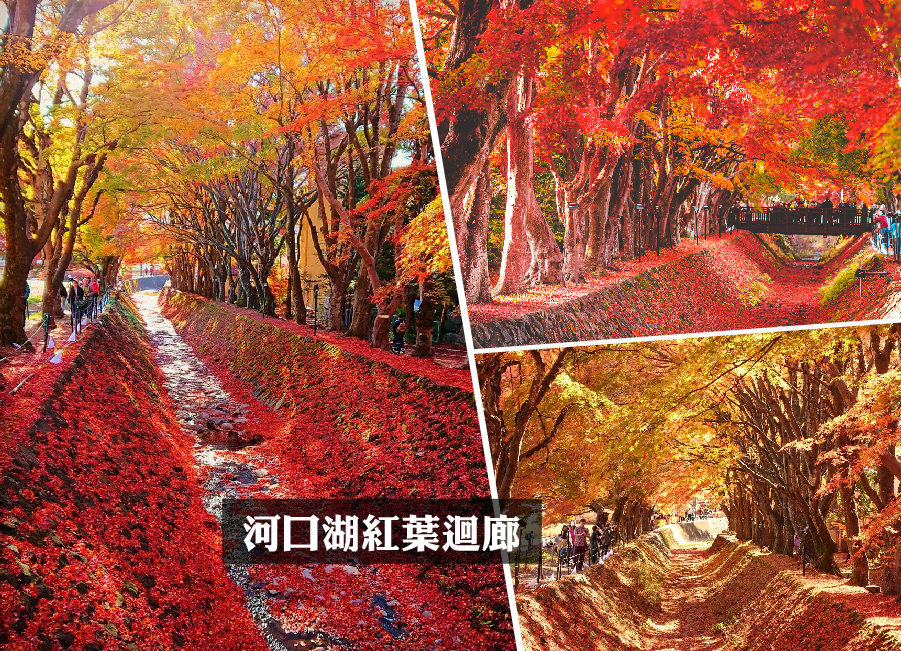 【靜賞秋紅】唯美東京5日.西湖合掌村.身延山纜車.箱根美術館.新宿御苑.富士河口湖紅葉祭.螃蟹雙溫泉