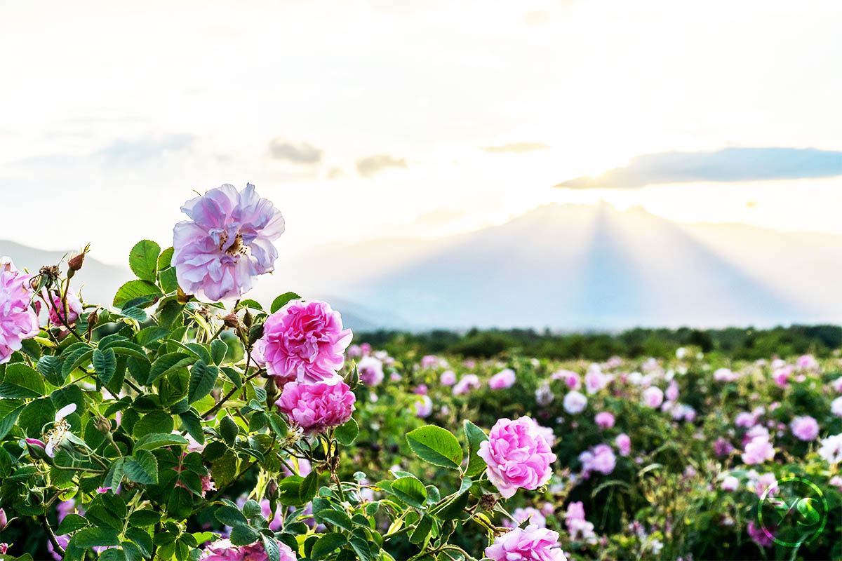 華麗巴爾幹~玫瑰之都暮光之城~五星羅馬尼亞 保加利亞 黑海風情13天TK