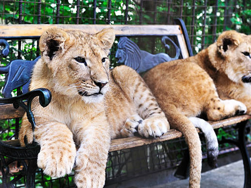 泰響曼谷美拍5日--放題泰國大城、芭達雅、龍蝦吃到飽五日
